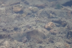 Glossogobius giuris