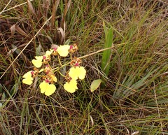 Gomesa maculosa