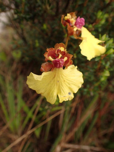 Gomesa maculosa, photograph 1