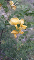 Colutea