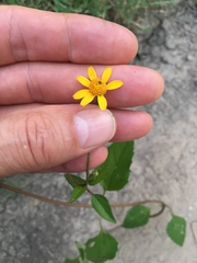Acmella oppositifolia