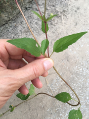 Acmella oppositifolia