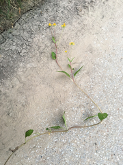 Acmella oppositifolia