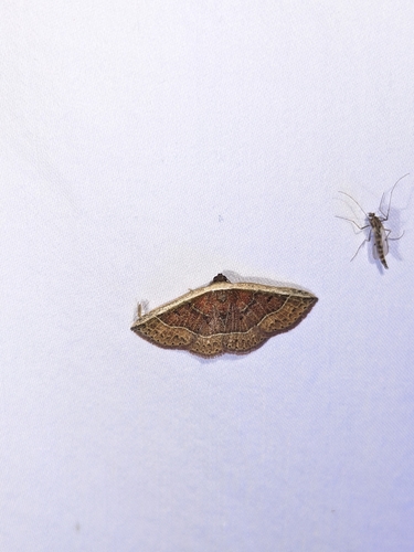 Oruza albocostaliata