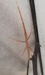 Medauroidea extradentata