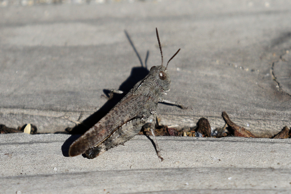 Arphia saussureana from San Mateo County, CA, USA on October 5, 2016 at