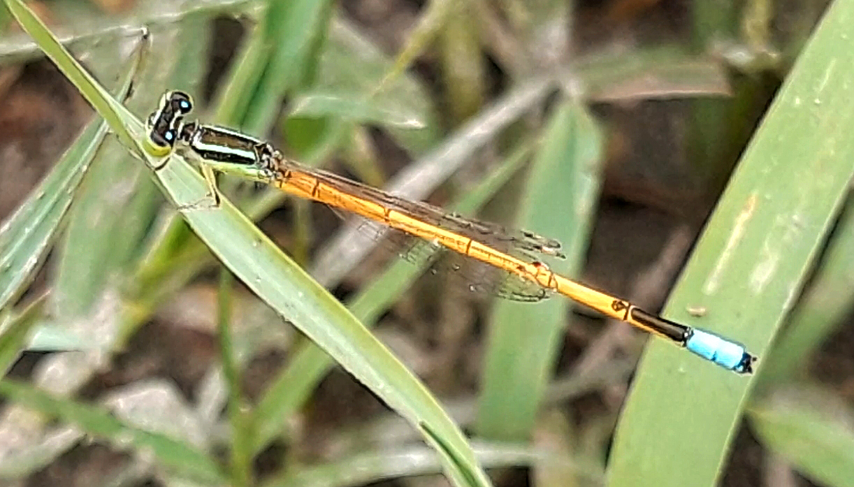 Golden Bluetail