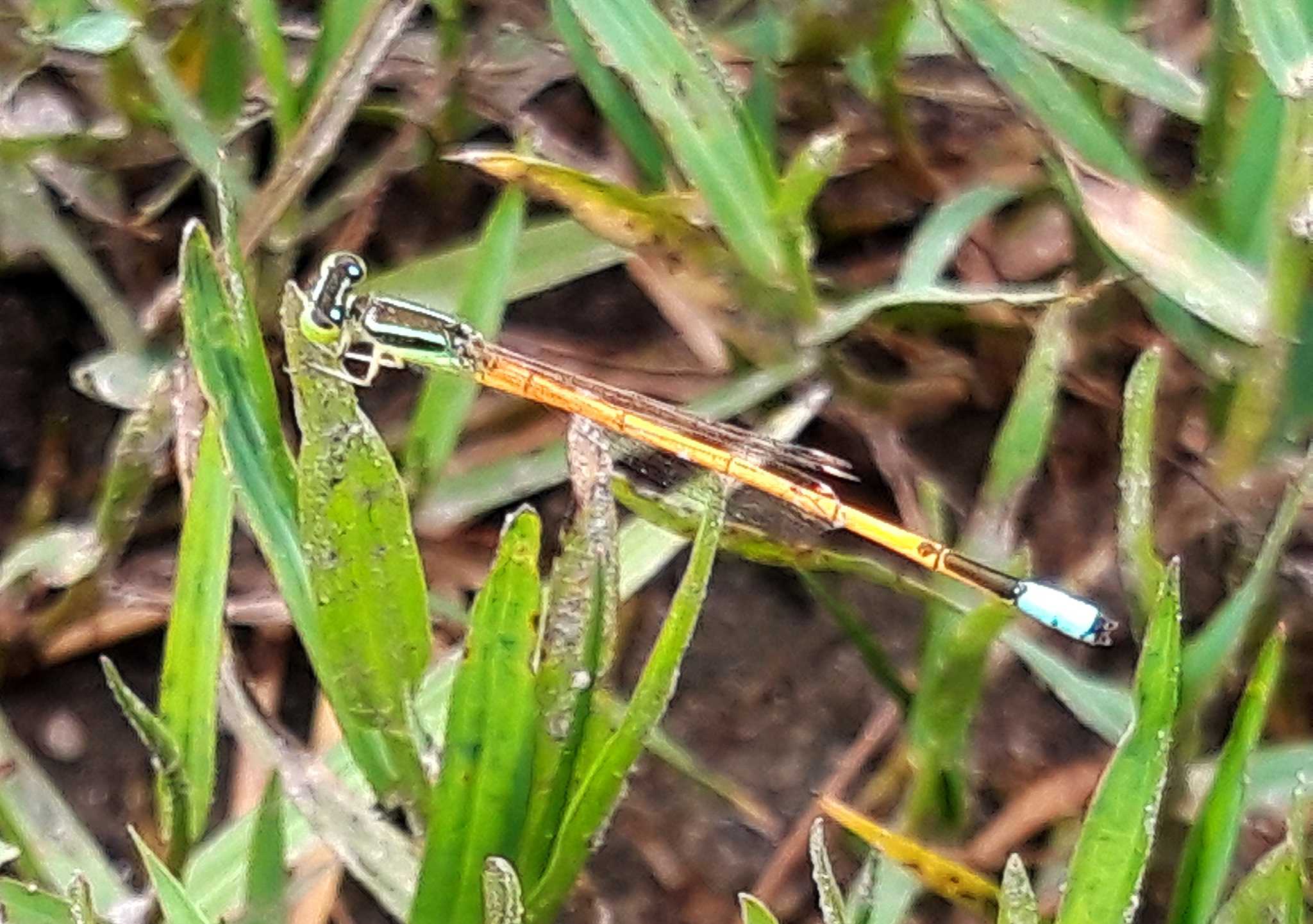 Golden Bluetail