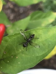 Myrmecothea myrmecoides