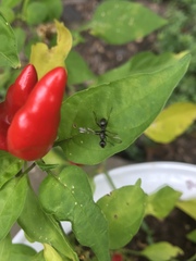 Myrmecothea myrmecoides