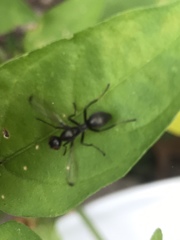 Myrmecothea myrmecoides