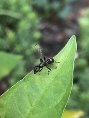 Myrmecothea myrmecoides