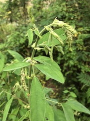 Flemingia macrophylla