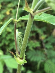 Flemingia macrophylla