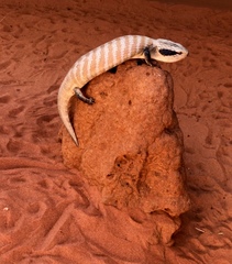 Tiliqua