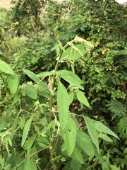 Flemingia macrophylla