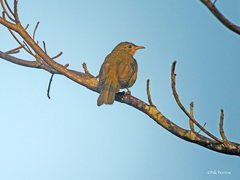 Calyptocichla serinus