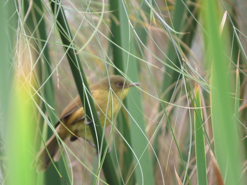 iNaturalist image