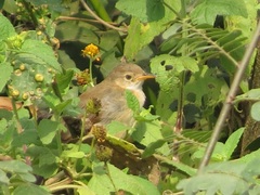 Cisticola brachypterus
