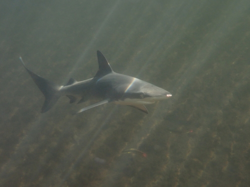 Foto de Tiburón de puntas negras (Carcharhinus limbatus)