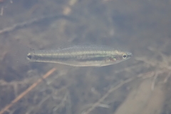 Hypseleotris cyprinoides