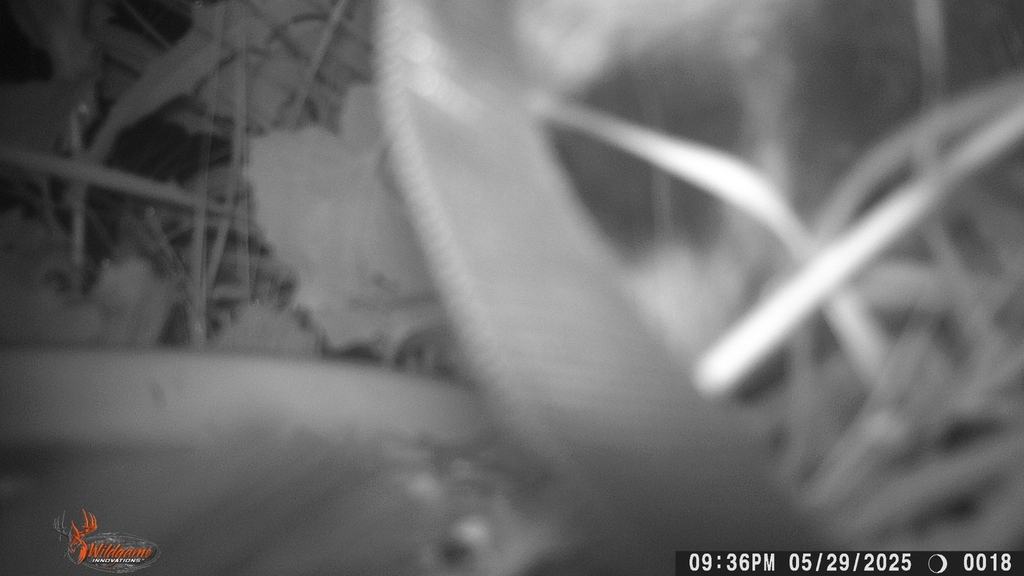 Common Raccoon in May 2025 by nature 🍄‍🟫 · iNaturalist