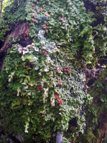 Pannaria araneosa image