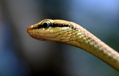 Dendrelaphis girii