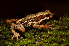 Pedostibes tuberculosus