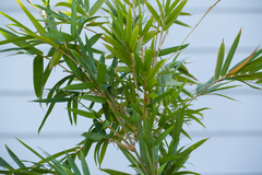 Bambusa eutuldoides