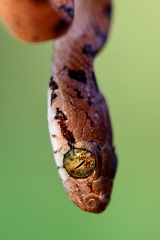 Boiga