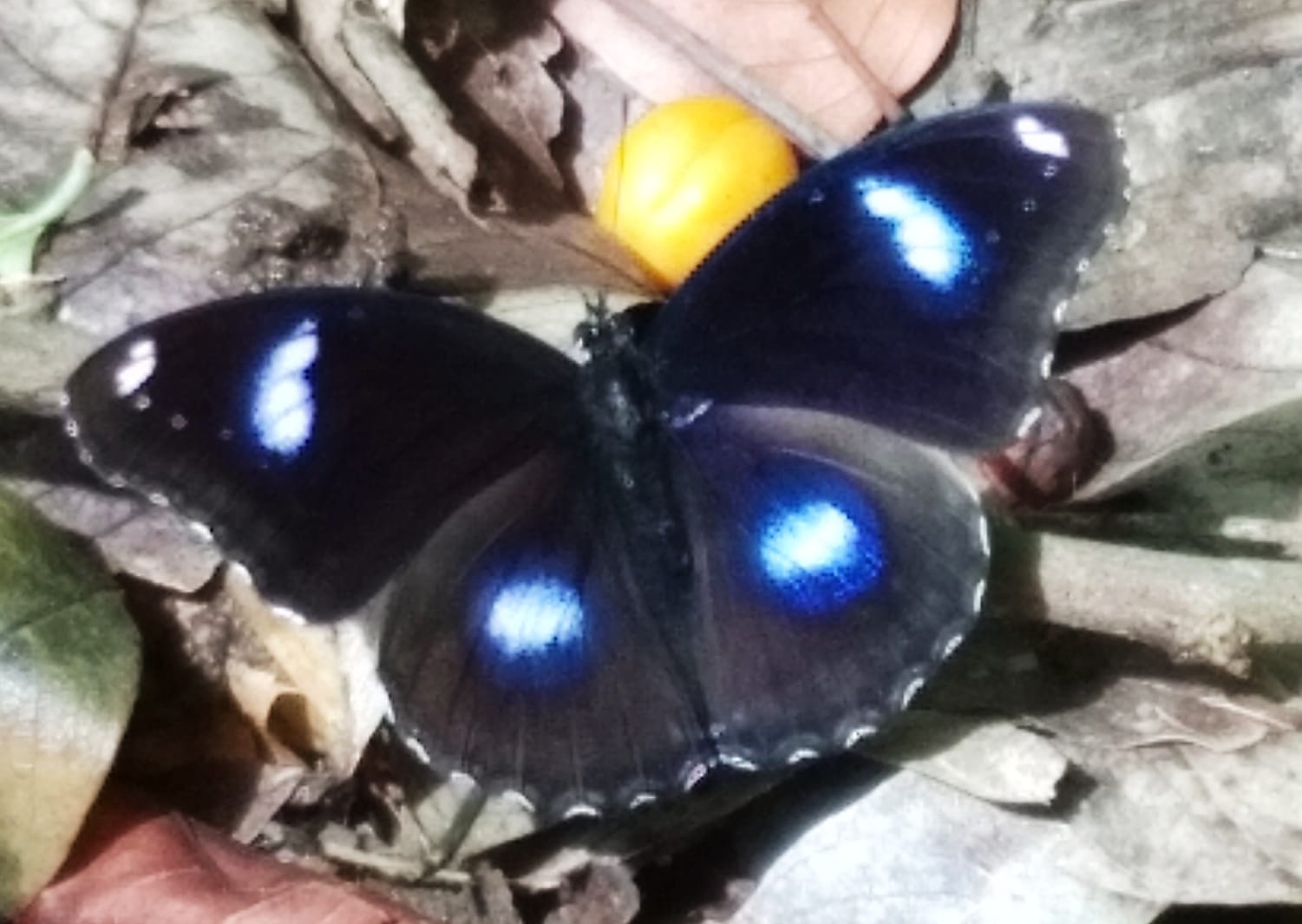Great Eggfly