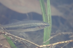 Hypseleotris cyprinoides