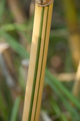 Bambusa eutuldoides