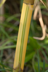 Bambusa eutuldoides