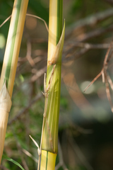 Bambusa eutuldoides