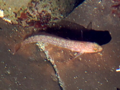 Stripefin ronquil (Rathbunella alleni) — Bathymasteridae — 5