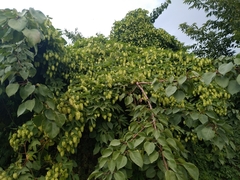 Humulus lupulus
