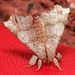 Apatelodinae - Photo (c) Patrick Coin, algunos derechos reservados (CC BY-NC-SA)