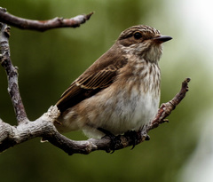 Muscicapa striata