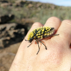 Julodis