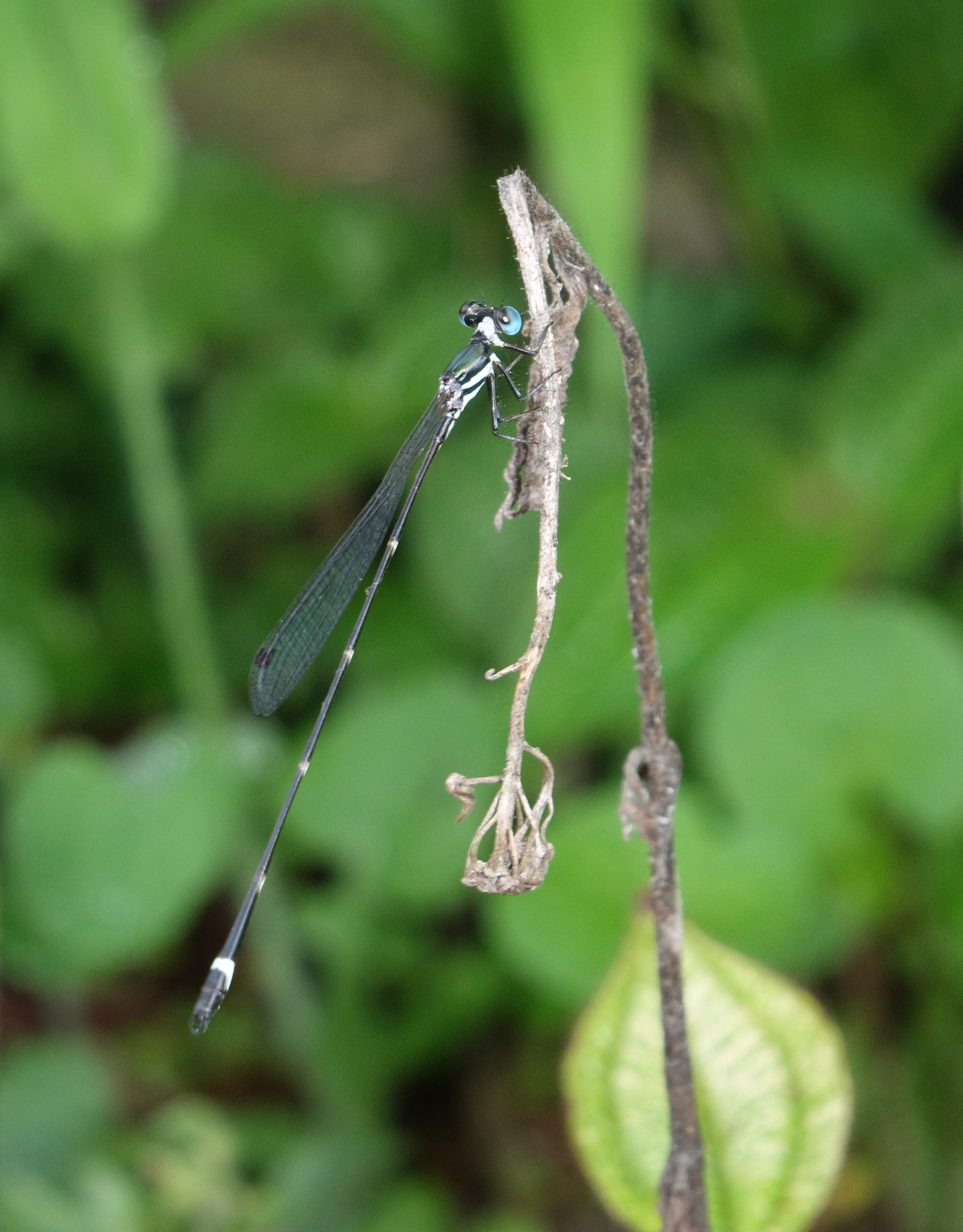 Pied Shadowdamsel