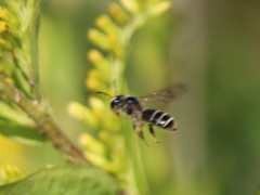 Andrena canadensis