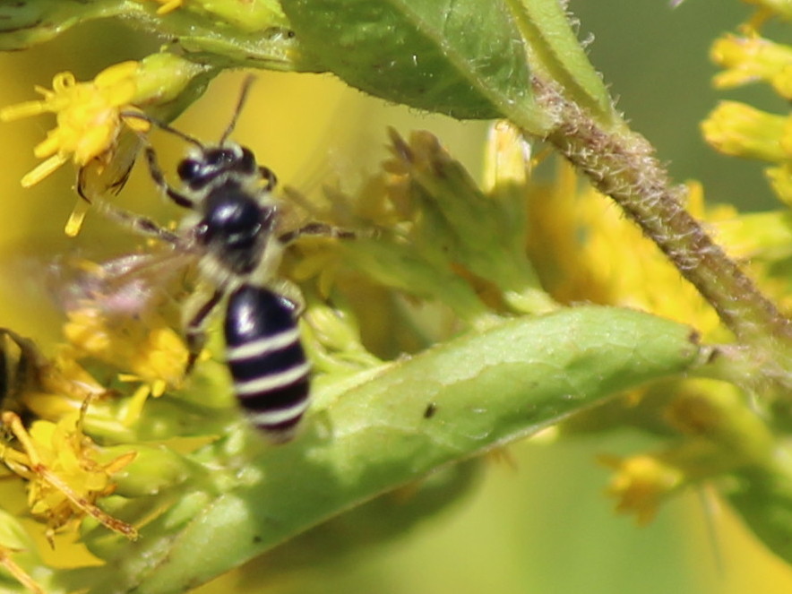 Canadian Mining Bee