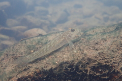 Rhinogobius similis