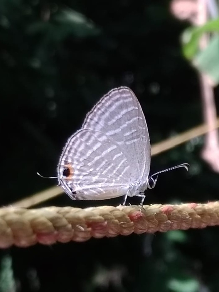 Common Cerulean