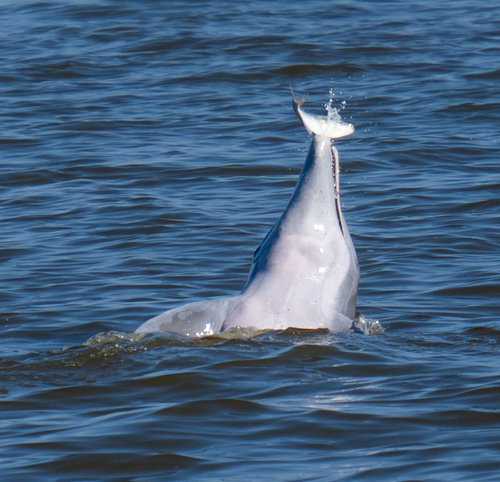 Common Bottlenose Dolphin photographed in Alabama