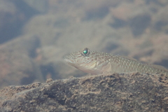 Rhinogobius similis
