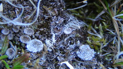 Cladonia pocillum