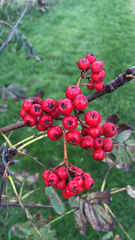 Sorbus aucuparia